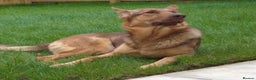 German Shepherd dogs for sale: Stunning German shepherd  - Advert 1