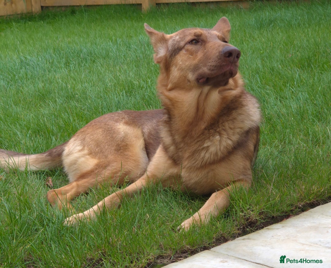 German Shepherd dogs for sale: Stunning German shepherd  - Advert 1