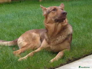 German Shepherd dogs Stunning German shepherd - Advert 1