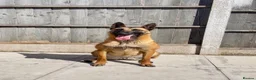 Belgian Shepherd Dog dogs for sale: KC Belgian Malinois Puppys for sale - Advert 3