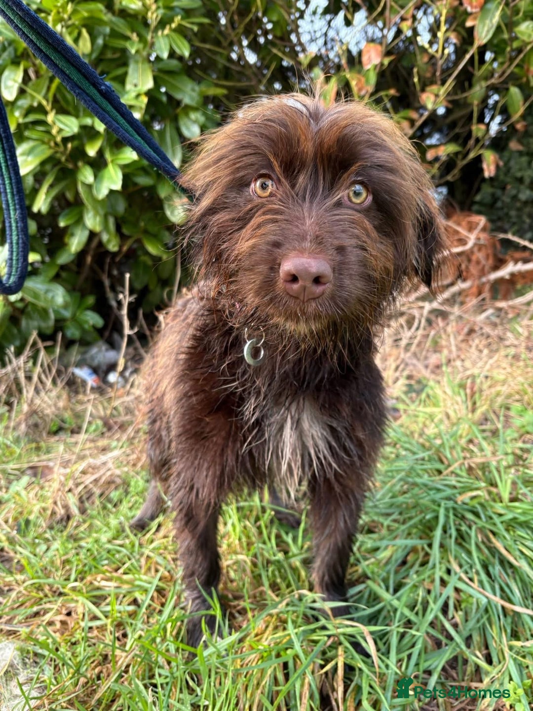 Mixed Breed dogs for adoption: Hazel - Norwich Norfolk  - Advert 2