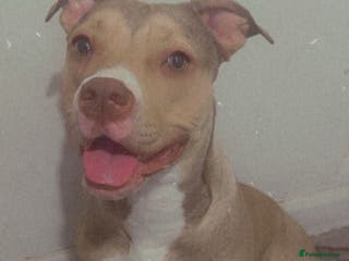 American Bull Staffy dogs Milly looking for forever home ! - Advert 6