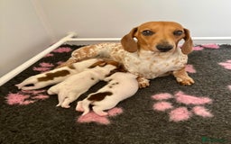Miniature Dachshund dogs for sale: Pure Piebald Miniature Dachshunds Champion Lines - Image 16
