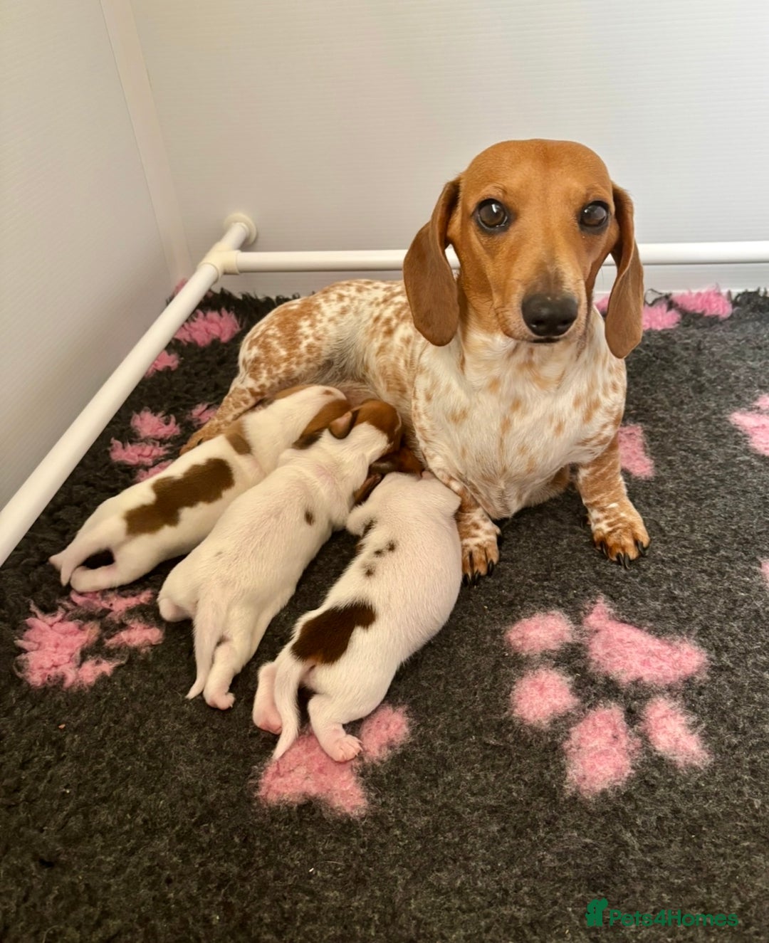 Miniature Dachshund dogs for sale: Pure Piebald Miniature Dachshunds Champion Lines - Image 16