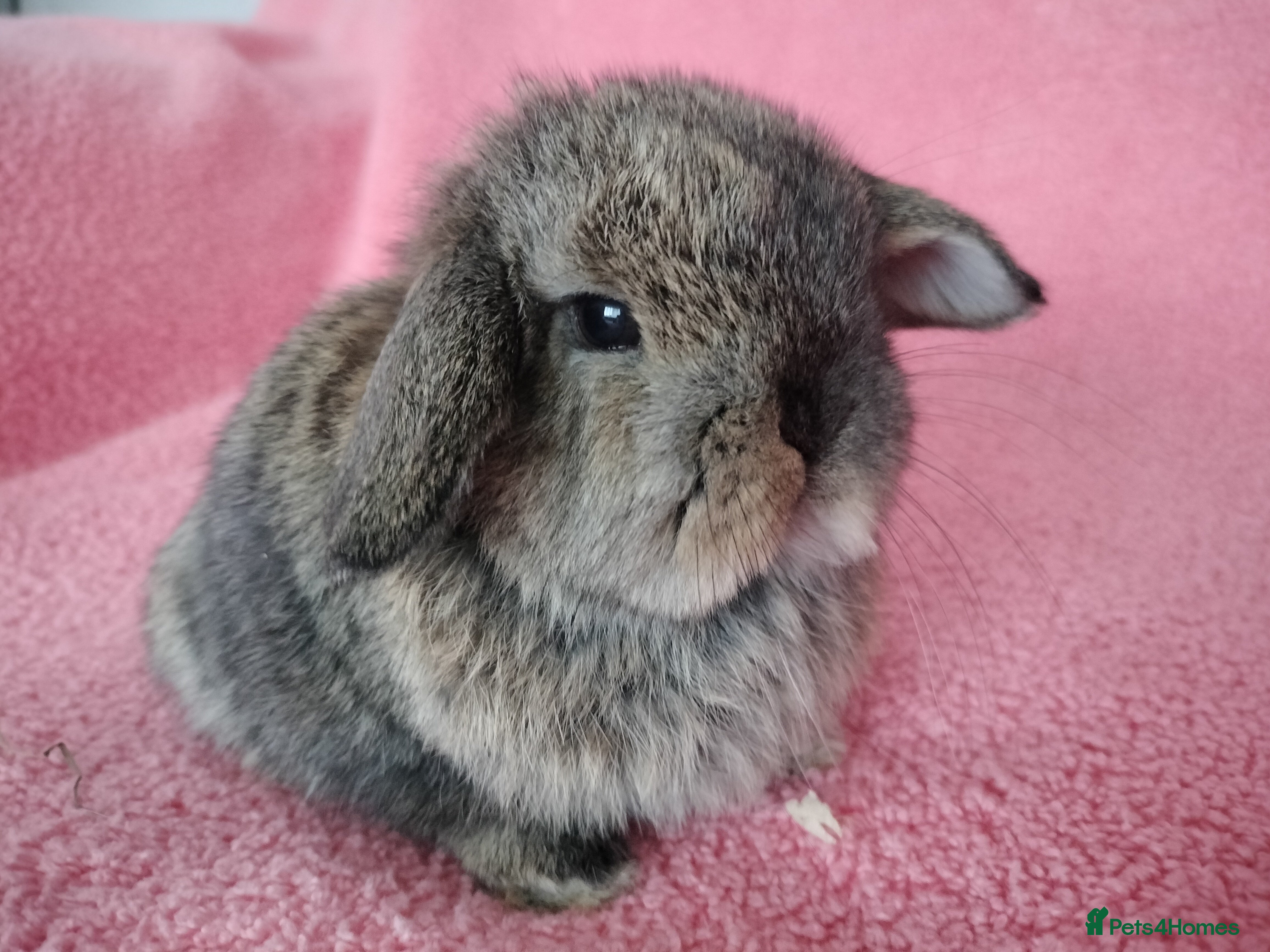Mini Lop rabbits Baby mini lops for sale  - Advert 13