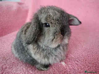 Mini Lop rabbits Baby mini lops for sale - Advert 13