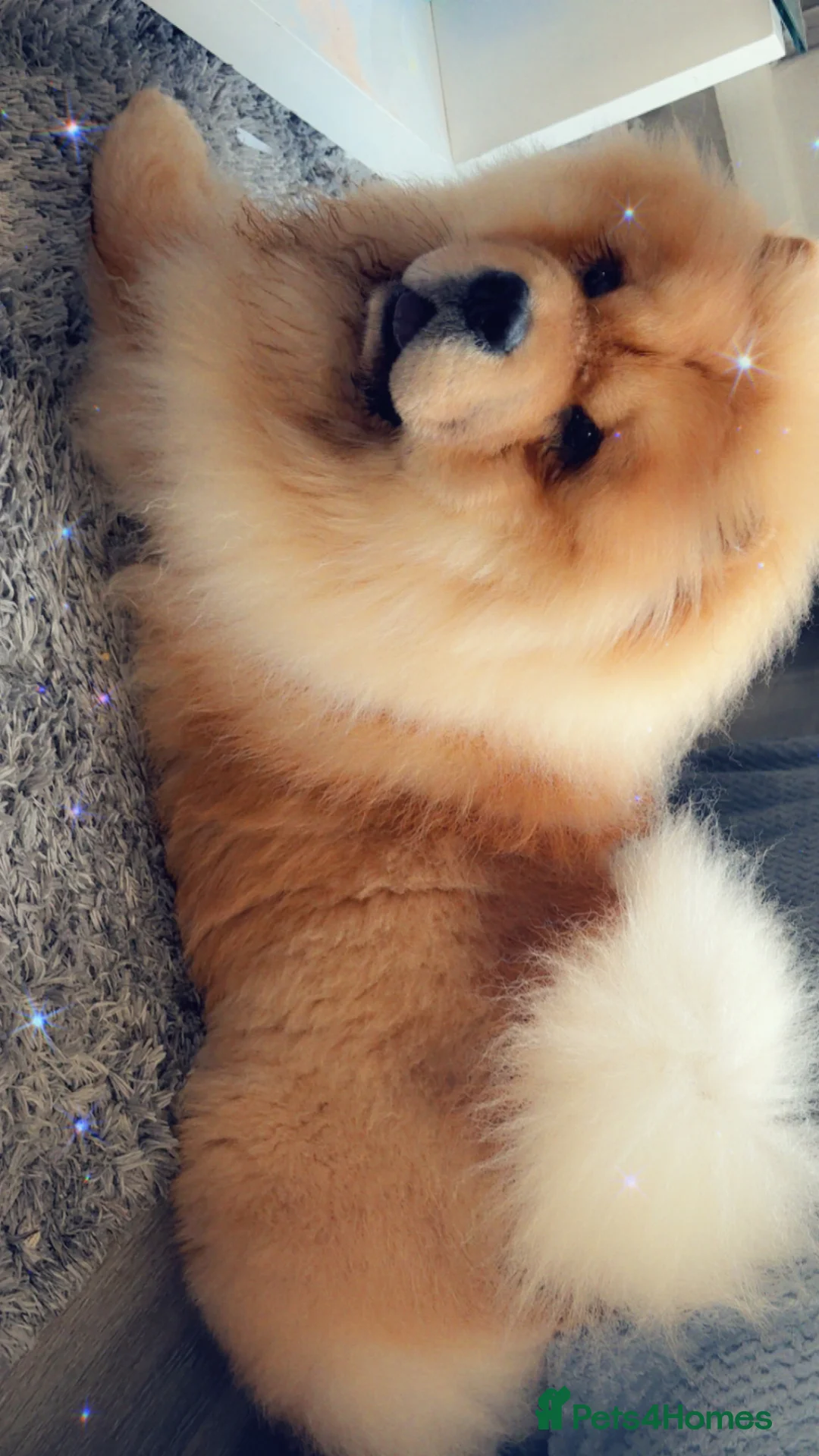 Chow Chow dogs for stud: KC Registered Chow Chow stud  - Advert 2