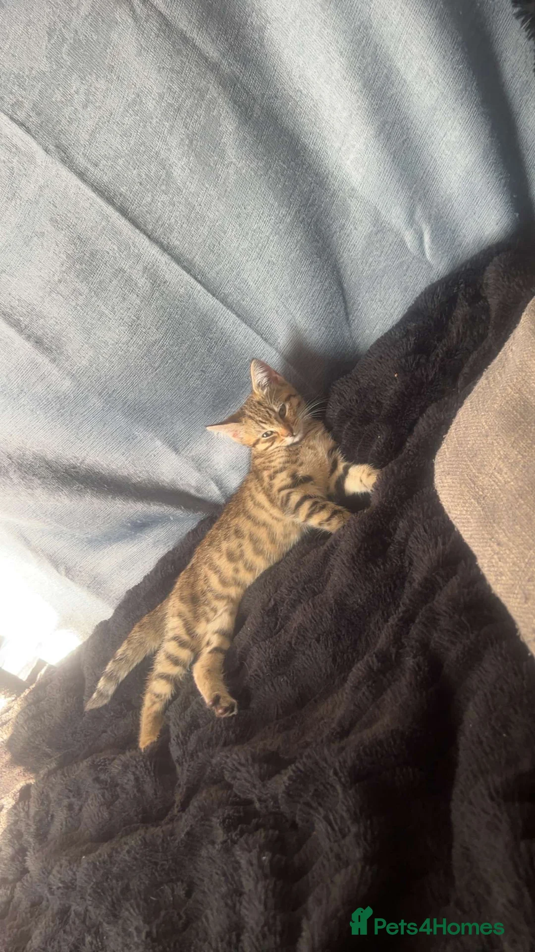 Bengal cats for sale: Full bengal in Watford - Advert 2