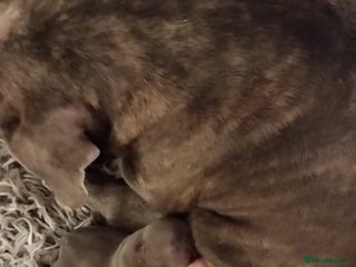 French Bulldog dogs French bulldog female blue colour - Advert 1