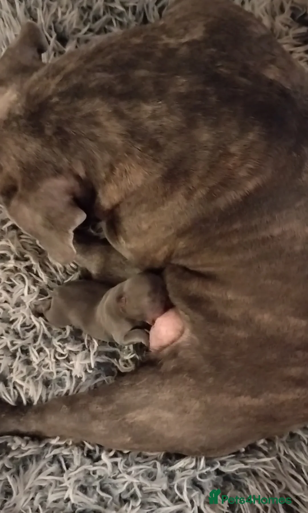 French Bulldog dogs for sale: French bulldog female blue colour - Advert 13