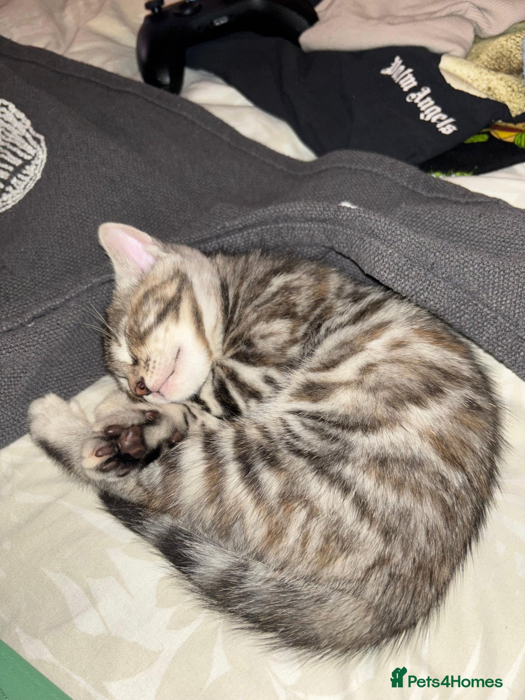 Bengal cats for sale: Half Bengal Female - Advert 7