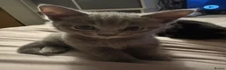 Mixed Breed cats for sale: Playful female Kittens - Advert 8