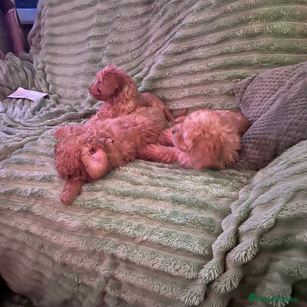 Mixed Breed dogs for sale: F1b Australian Labradoodle  - Advert 19