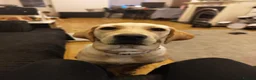 Labrador Retriever dogs for sale: Golden Lab Delilah - Advert 2