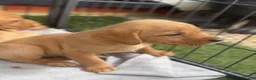 Labrador Retriever dogs for sale: Labrador retriever - Advert 5