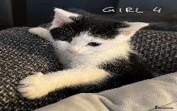 Mixed Breed cats for sale: Lovely kittens - Image 5
