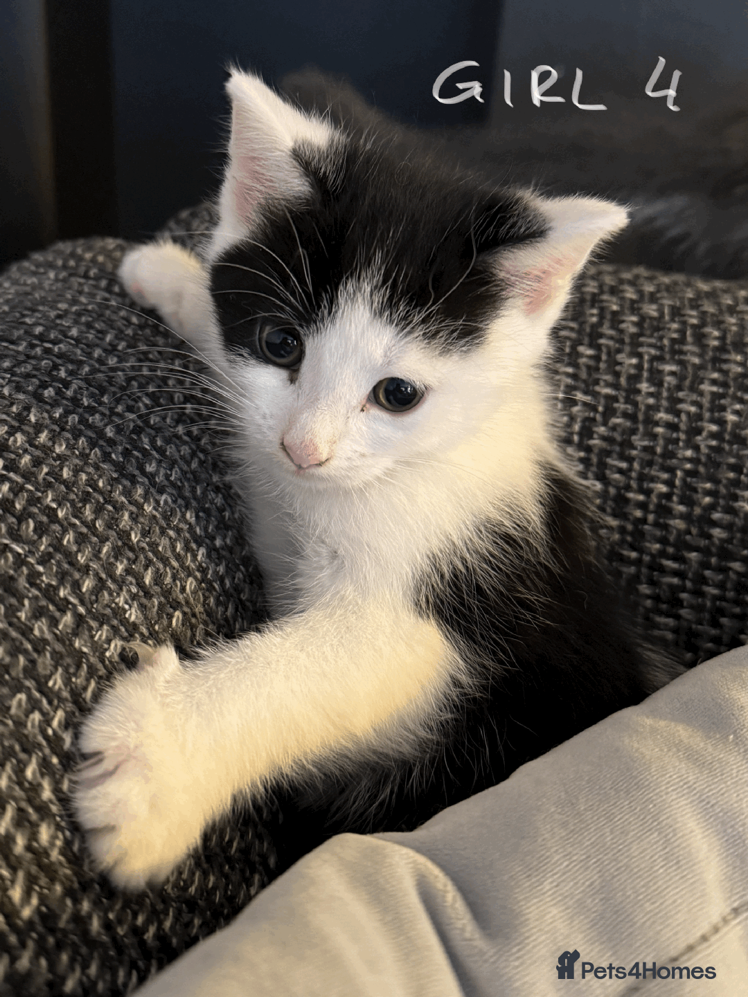 Mixed Breed cats for sale: Lovely kittens - Image 5