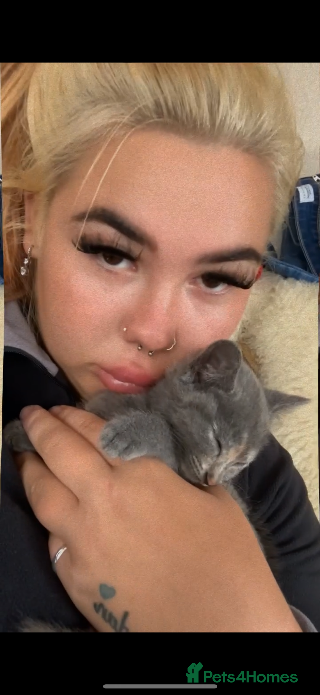 Mixed Breed cats for sale: Beautiful grey female kitten - Image 5