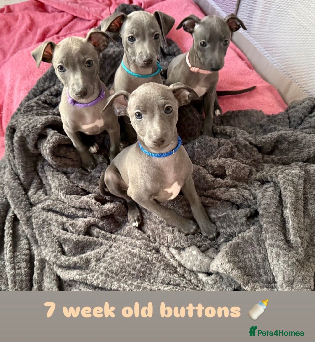 Italian Greyhound dogs Beautiful Italian Greyhound pups  🐾  - Advert 16