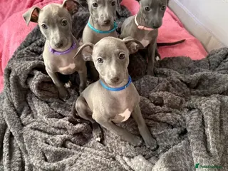 Italian Greyhound dogs Beautiful Italian Greyhound pups 🐾 - Advert 16