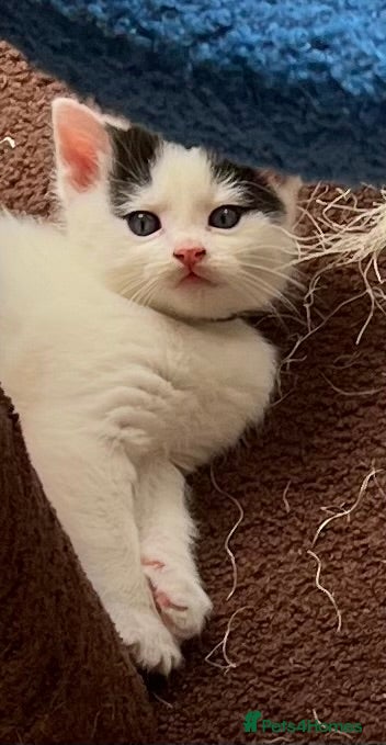 Mixed Breed cats ROMY’S RACY  RASCALS ❤️ - Advert 2