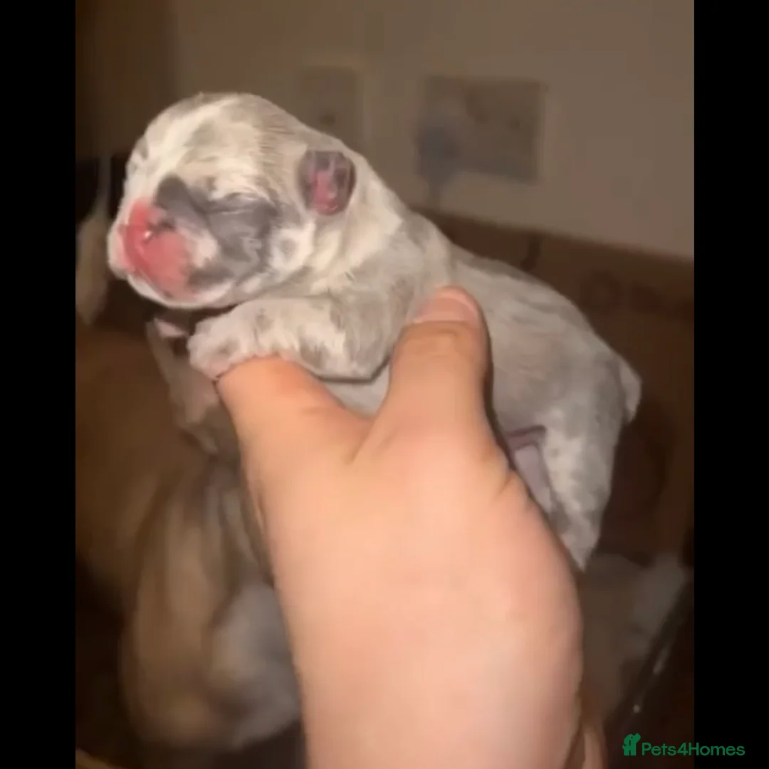 French Bulldog dogs for stud: VEGAS- new shade Isabella & tan Merle  in Southampton - Advert 28