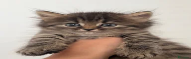 Persian 2