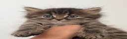 Persian cats for sale: 1/2 Persian kittens  - Advert 6