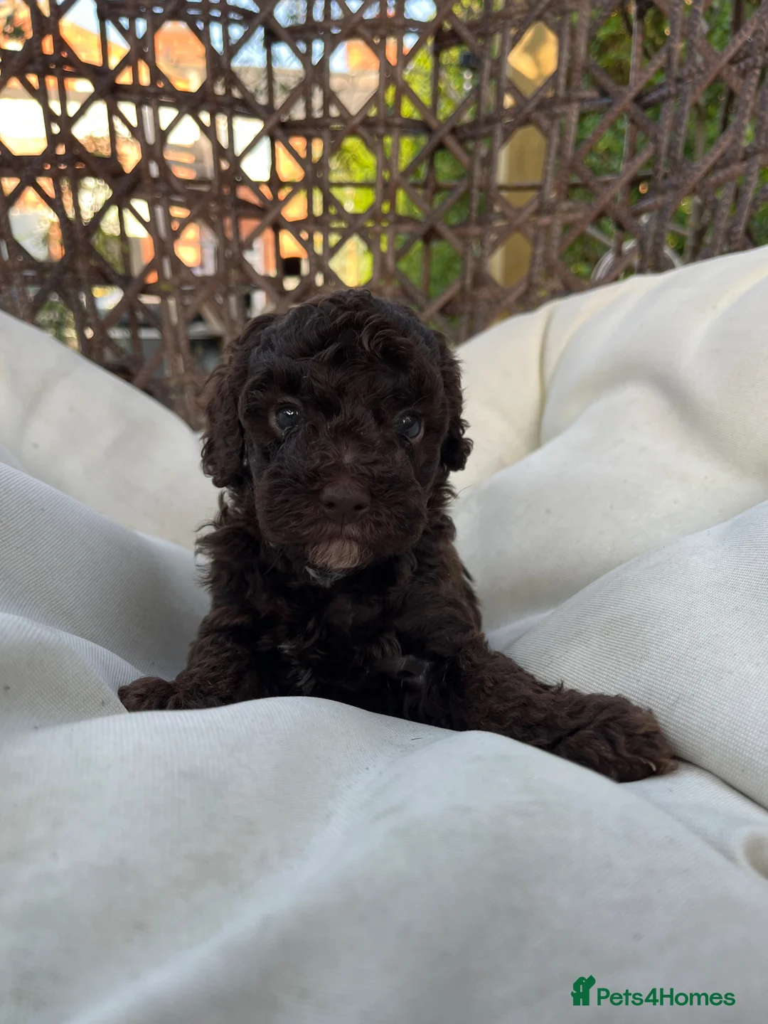 Toy Poodle dogs for sale: Adorable Full Pedigree Toy Poodle Puppies - Advert 8