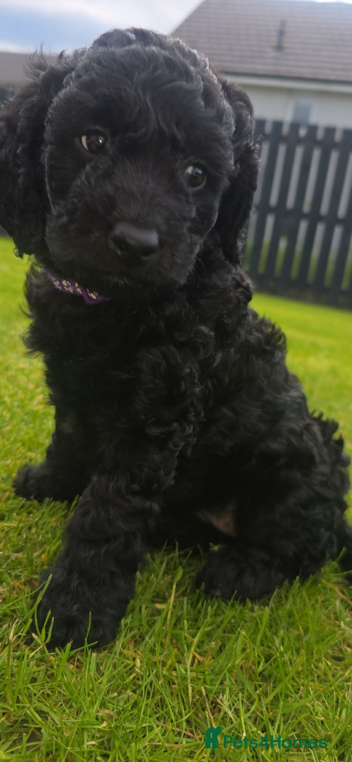 Cockapoo dogs Stunning f1b cockapoo puppies ready now :)  - Advert 12