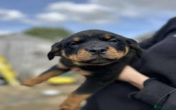 Rottweiler dogs for sale: Rottweiler puppies  - Image 9