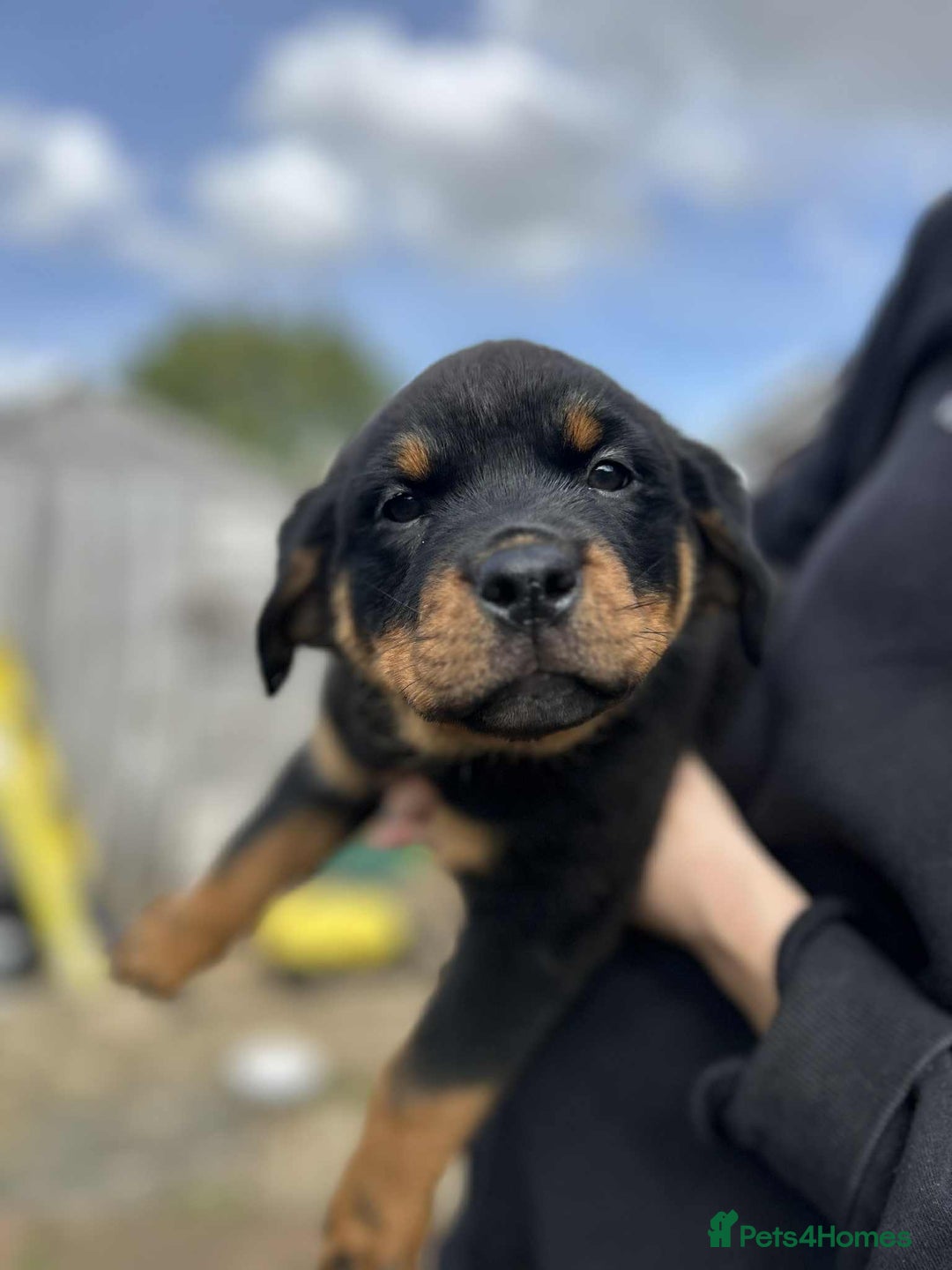 Rottweiler dogs for sale: Rottweiler puppies  - Image 9
