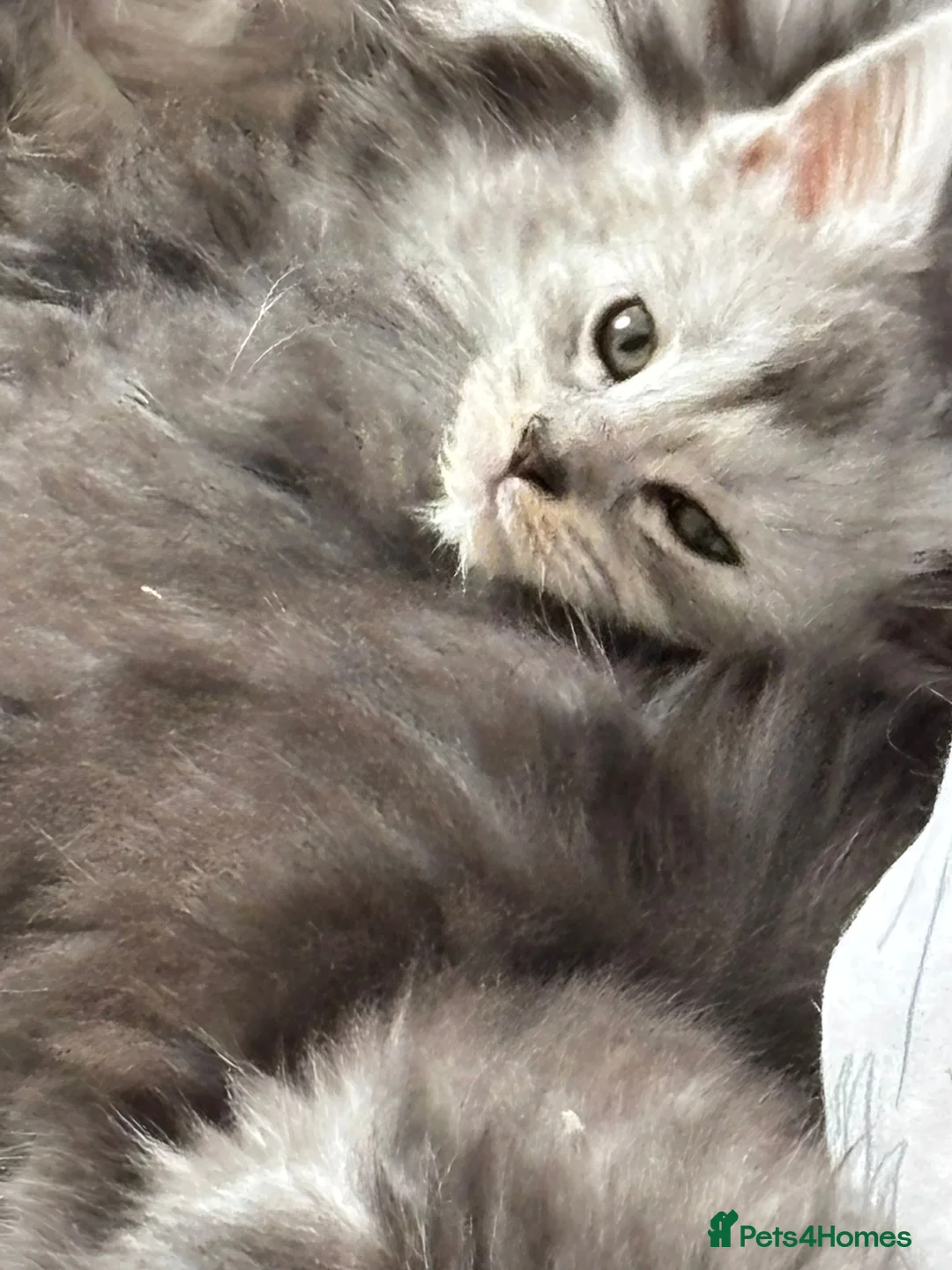 Maine Coon cats for sale: Maine coon kittens  - Advert 2