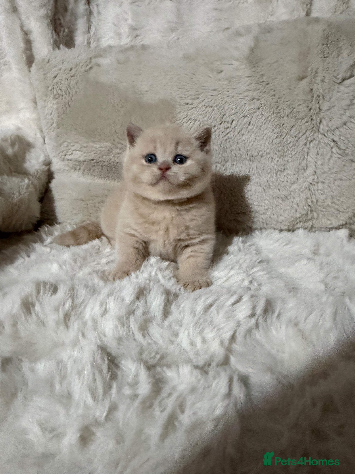 British Shorthair cats for sale: Champion GCCF British shorthair kittens  - Advert 1