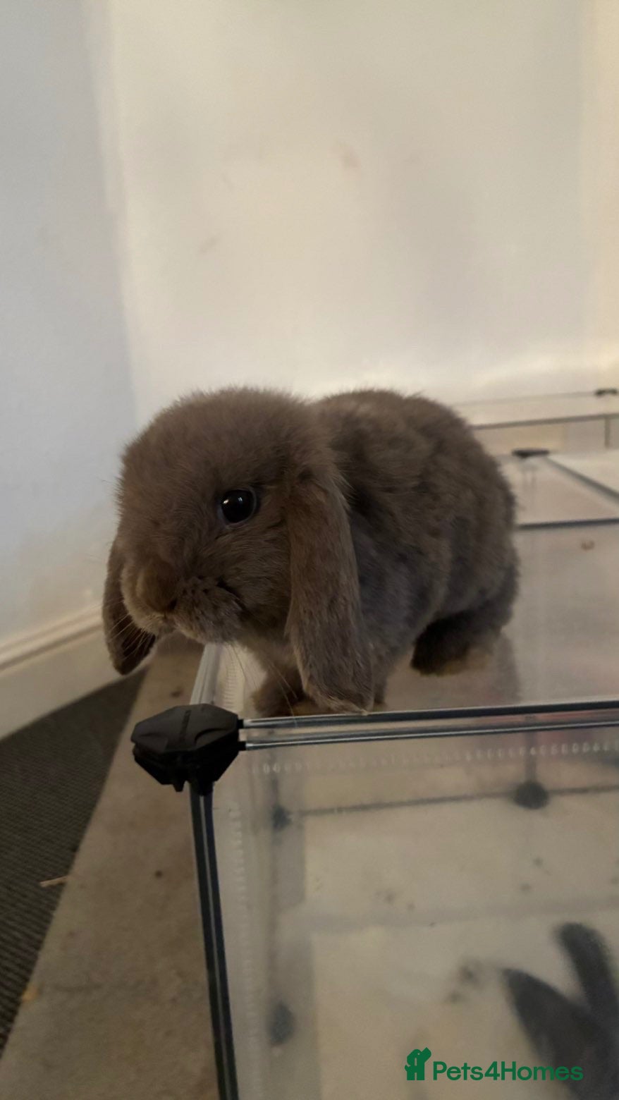 Dwarf Lop rabbits Dwarf lop bunny male - Advert 4