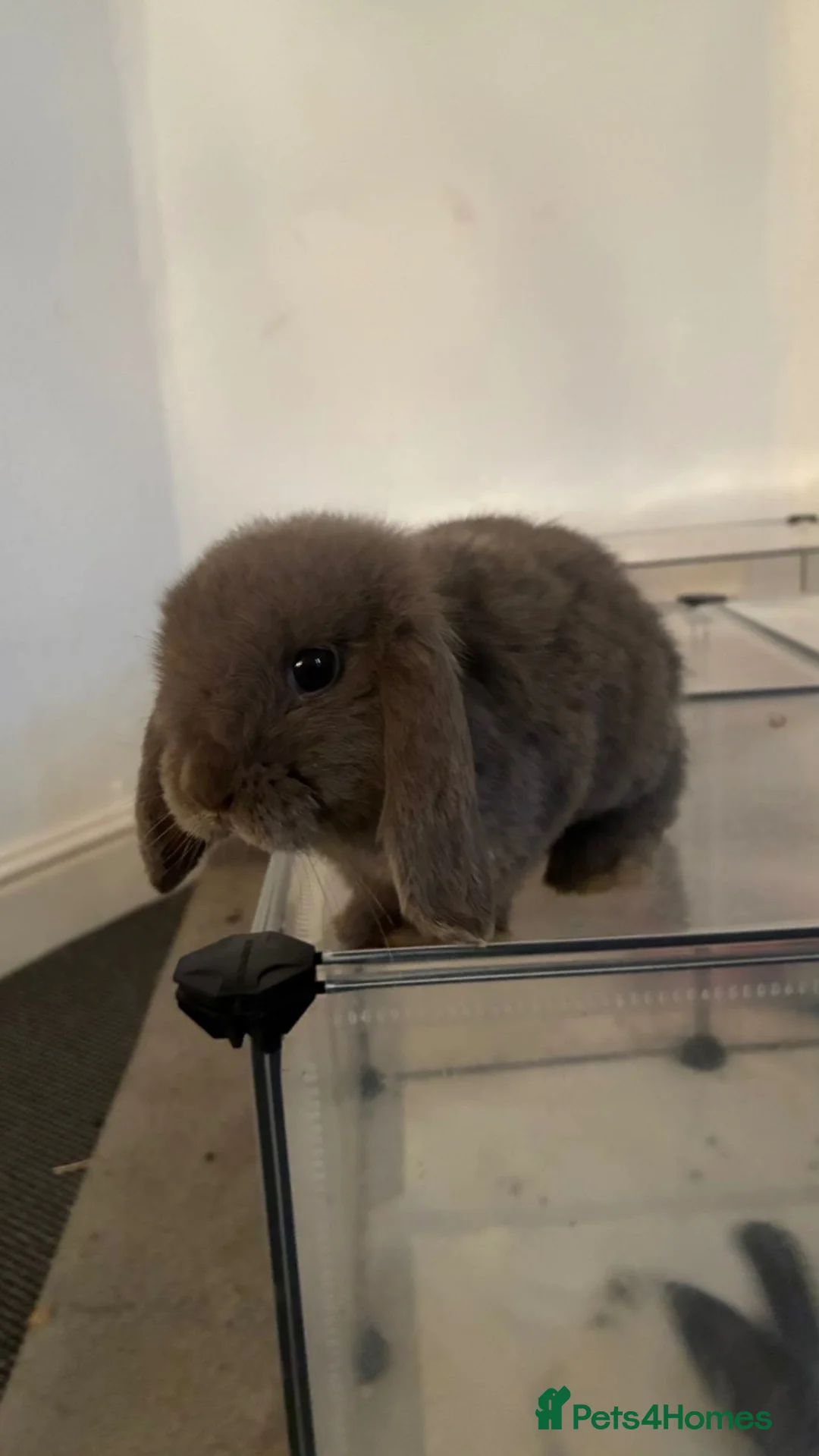 Dwarf Lop rabbits for sale: Dwarf lop bunny male in Stoke-on-Trent - Advert 1
