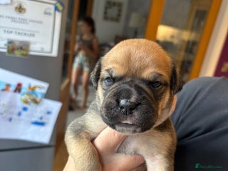 Mixed Breed dogs - Advert 1