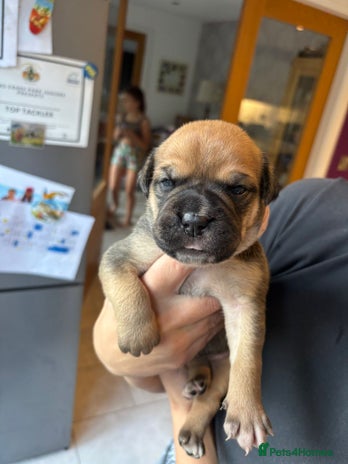 Mixed Breed dogs - Advert 6