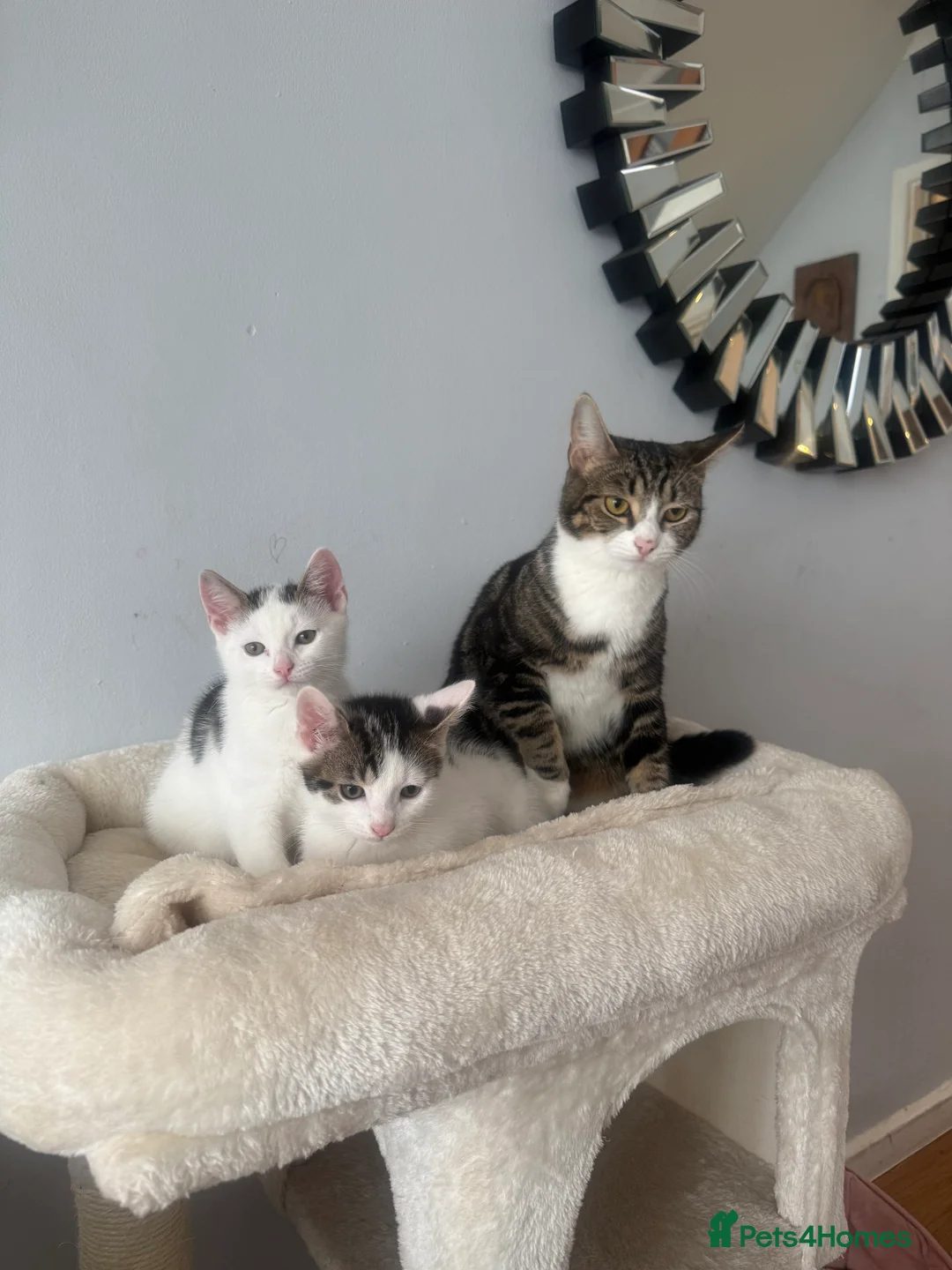 Domestic Shorthair cats for sale: Domestic shorthair male kittens - Advert 1