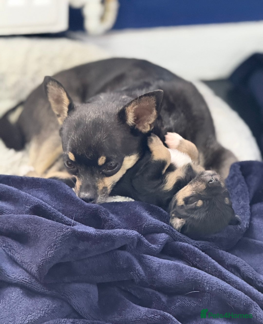 Chipoo dogs for sale: Male Mini Toy Poodle & Tea Cup Chihuahua - Image 7
