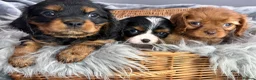 Cavalier King Charles Spaniel dogs for sale: KC REG EXTENSIVELY HEALTH TESTED CAV BABIES  - Advert 10