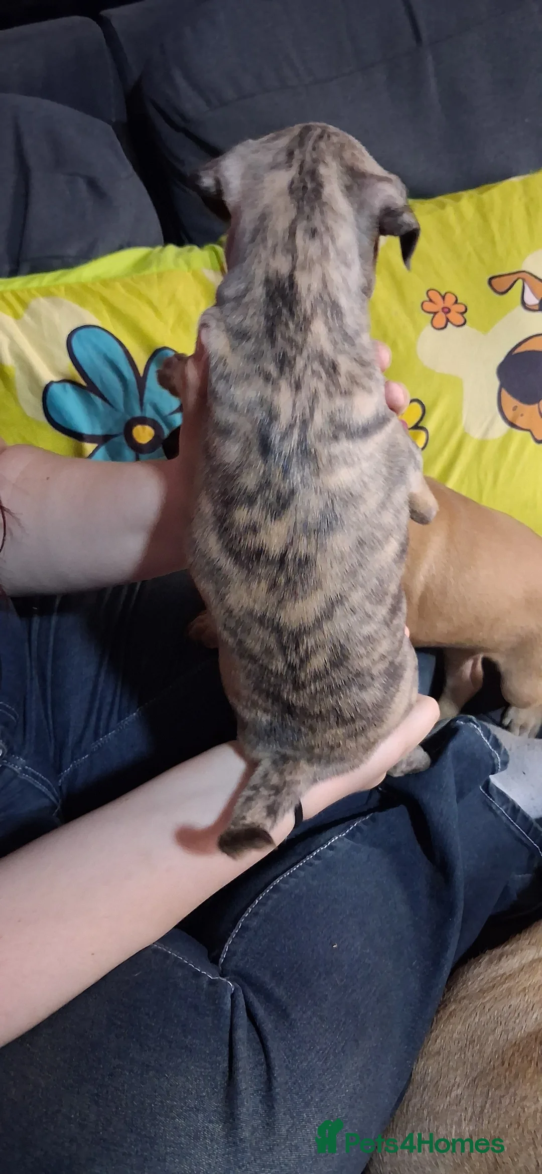 Mixed Breed dogs for sale: Last girl left  - Advert 4