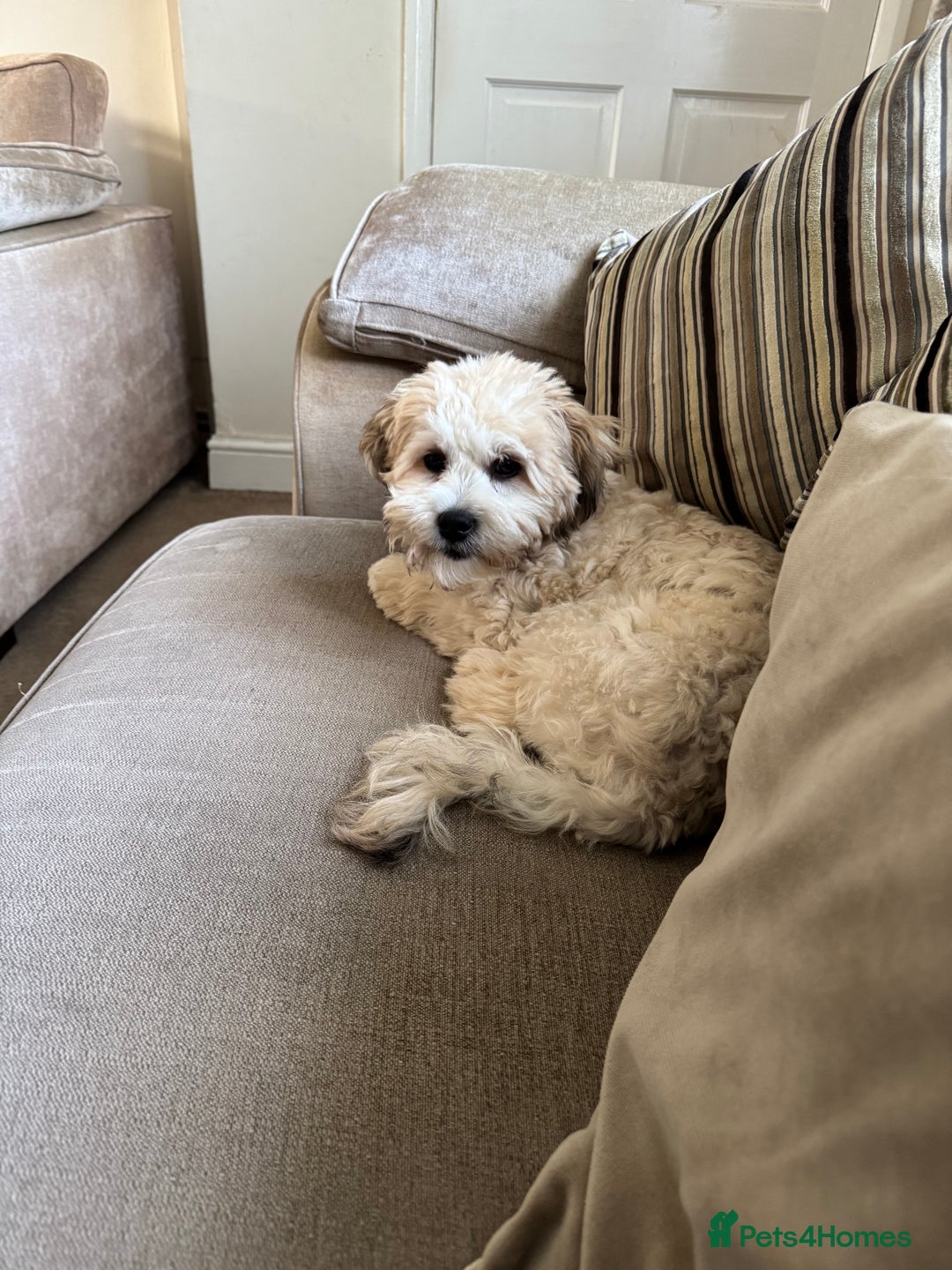 Mixed Breed dogs for sale: Male pup  - Advert 5