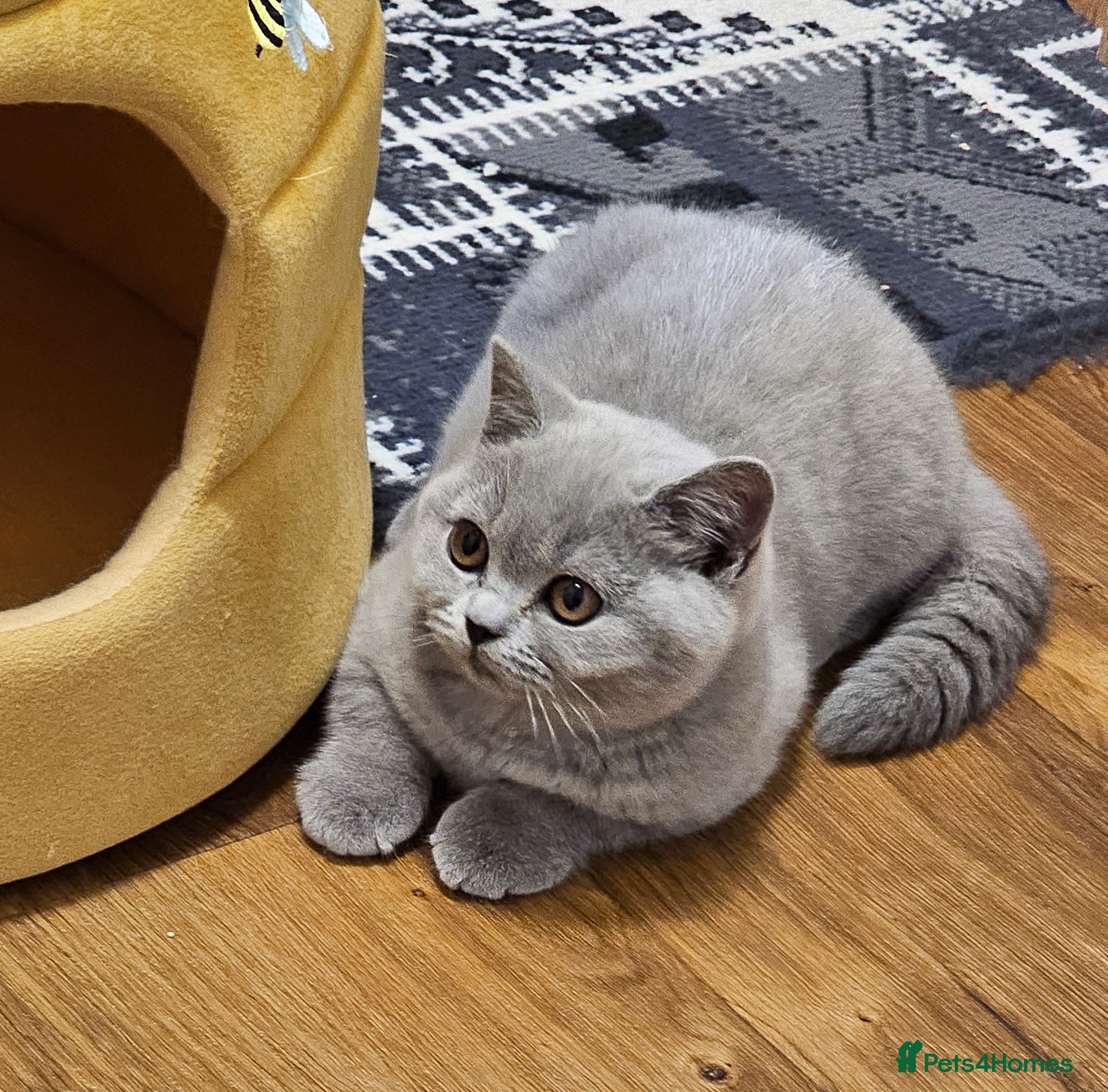 British Shorthair cats Beautiful British Shorthair kittens NEUTERED - Advert 2