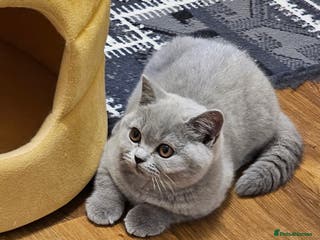 British Shorthair cats Beautiful British Shorthair kittens NEUTERED - Advert 2