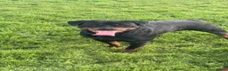 Rottweiler dogs for sale: BEAUTIFUL ROTTWEILER PUPPIES - Advert 8