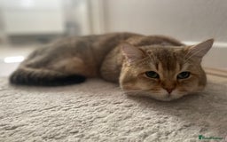 British Shorthair cats for sale: TICA golden and colourpoint BSH - Image 9