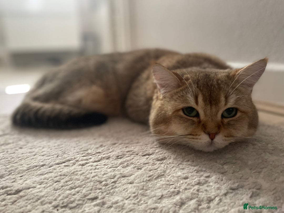 British Shorthair cats for sale: TICA golden and colourpoint BSH - Image 9
