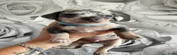 Chiweenie dogs for sale: Chiweenie chihuahua dachshund pups  - Advert 5