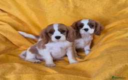 Cavalier King Charles Spaniel dogs for sale: Adorable Cavalier King Charles Spaniel puppies  - Image 3